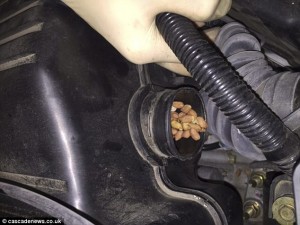 2679326A00000578-2987026-image-a-33_1425935137208